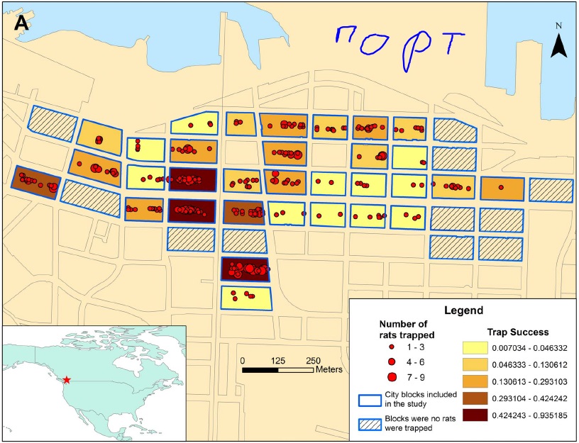 rats_in_vancouver-map.jpg