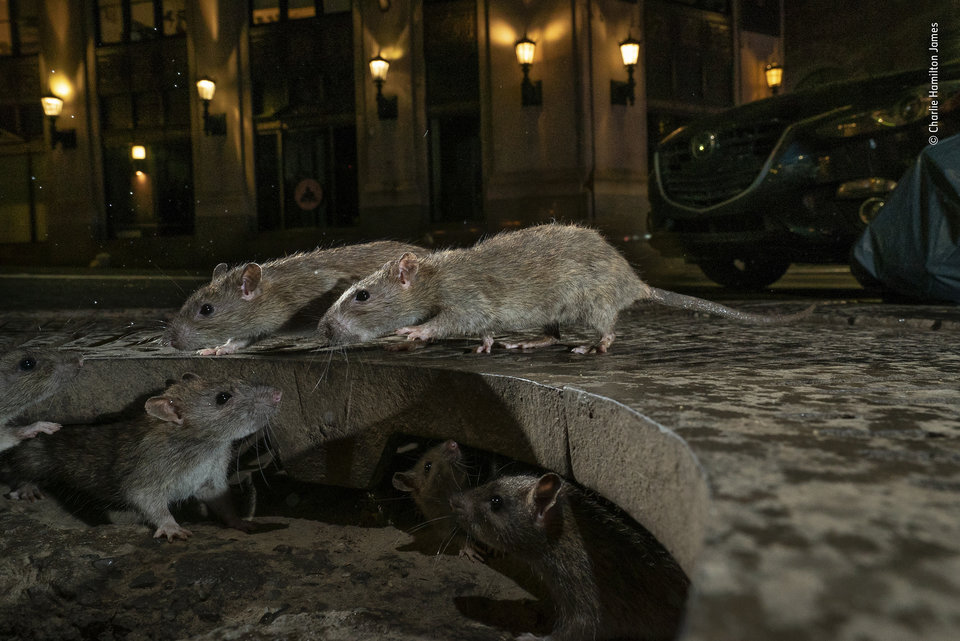 The Rat Pack  - Pearl Street in Lower Manhattan - Charlie Hamilton James.jpg