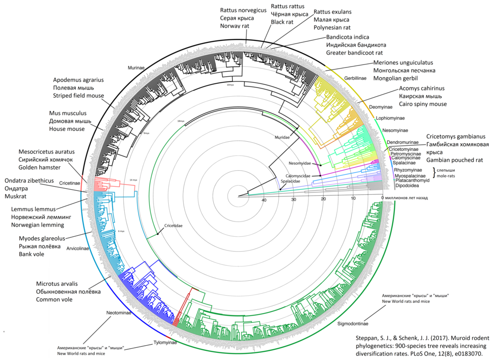 Muroid rodent phylogenetics - 900-species cladogram - rats-mice-hamsters-voles-lemmings - large font.png