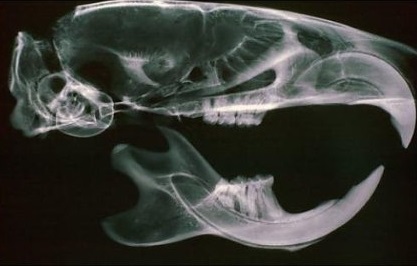 rat_skull_xray.jpg