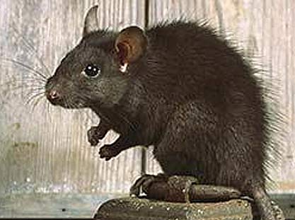 melanistic-rattus-rattus-ship-rat.jpg